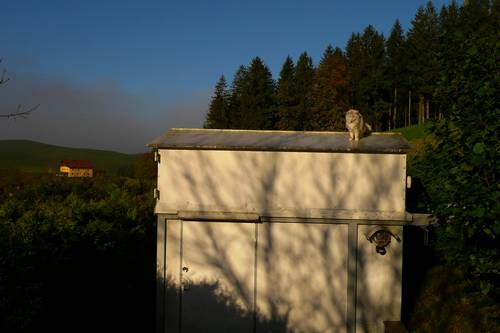 katzen-ansitz_ grosses Bild in Orginalaufl&ouml;sung