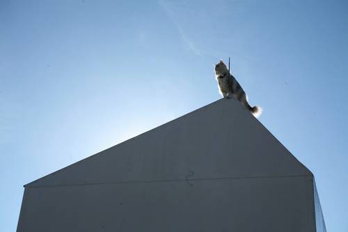 katzen-ansitz_2 grosses Bild in Orginalaufl&ouml;sung