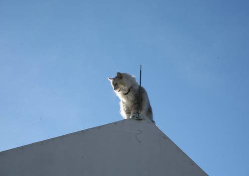 katzen-ansitz_3 grosses Bild in Orginalaufl&ouml;sung