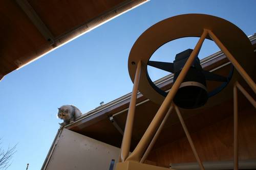 katzen-ansitz_4 grosses Bild in Orginalaufl&ouml;sung