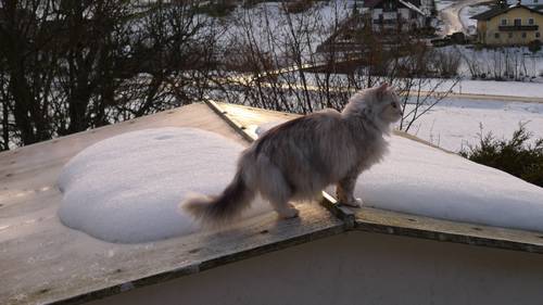 katzen-ansitz_5 grosses Bild in Orginalaufl&ouml;sung