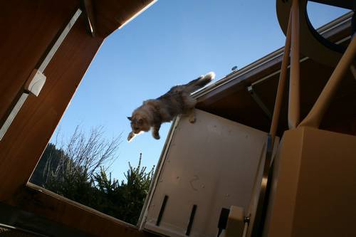 katzensprung grosses Bild in Orginalaufl&ouml;sung